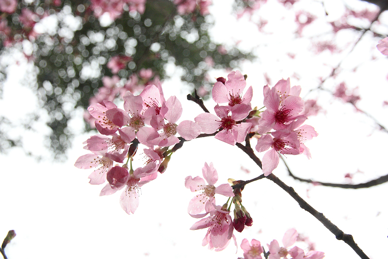 http://i.dcview.tw/gallery/201202/a06200cb2c540217d382cb8d7f889645.jpg