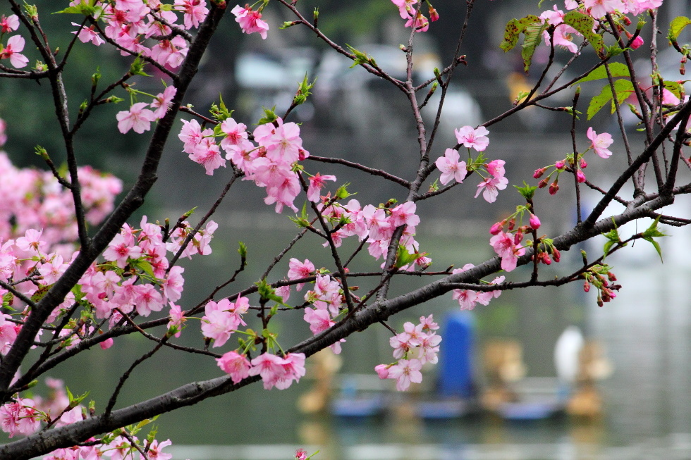 http://i.dcview.tw/gallery/201202/a1149df337be12d35b716396dfadb0ee.jpg