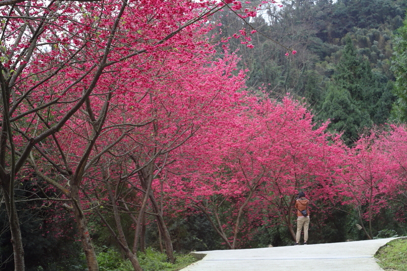http://i.dcview.tw/gallery/201202/a60501a6dc118c47c3e9f3baf22ab2dc.jpg