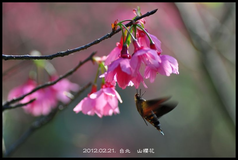 http://i.dcview.tw/gallery/201202/a831a3c9477e5a49bf0c050cd4d306df.jpg