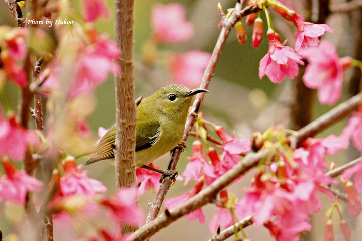 http://i.dcview.tw/gallery/201202/a8a9f9d0fe75a6667af23cf34f3d4981.jpg