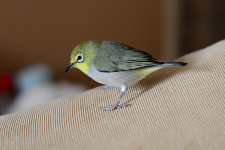 http://i.dcview.tw/gallery/201202/aca6417f865e4b6be5fa508bf8002b30.jpg