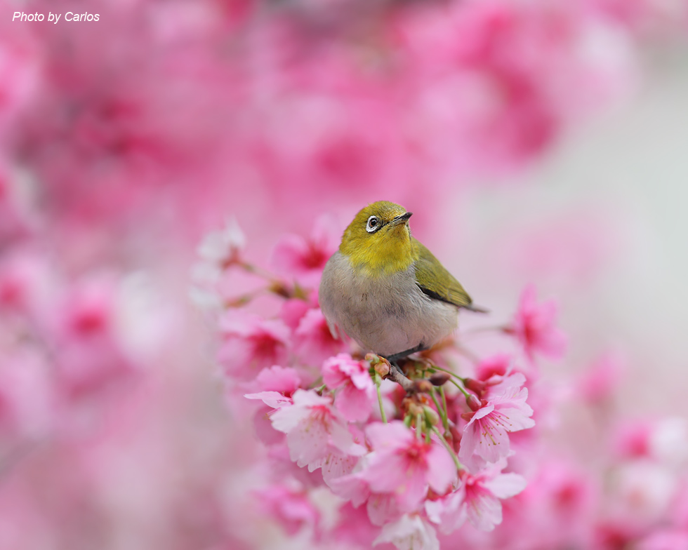 http://i.dcview.tw/gallery/201202/acd14a0f1286b636fdf3bbecdcde0430.jpg