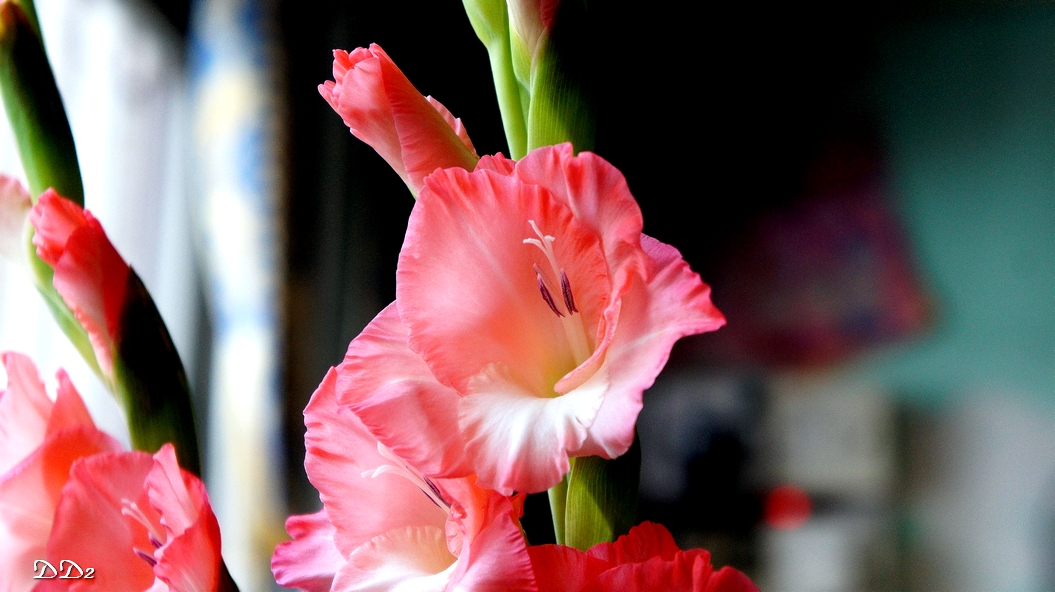 http://i.dcview.tw/gallery/201202/ae38d48a541deda19b2139434e79aeb6.jpg