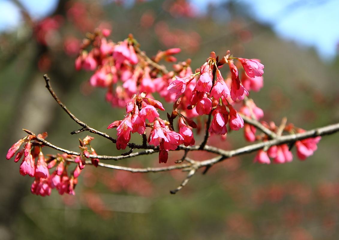 http://i.dcview.tw/gallery/201202/afac474738f735ced1a0578d8b7ce066.jpg