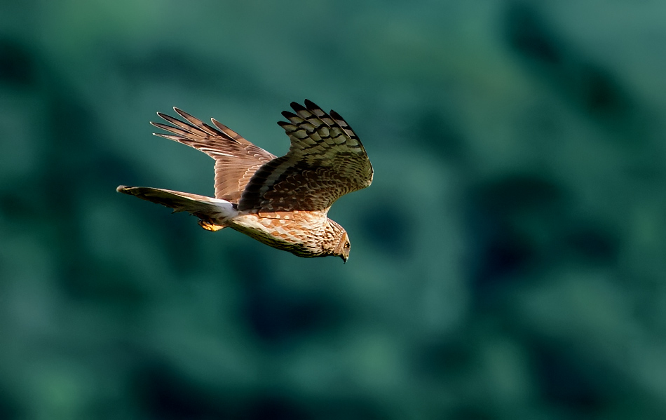 http://i.dcview.tw/gallery/201202/b041800f082a31939ec297da52ae6749.jpg