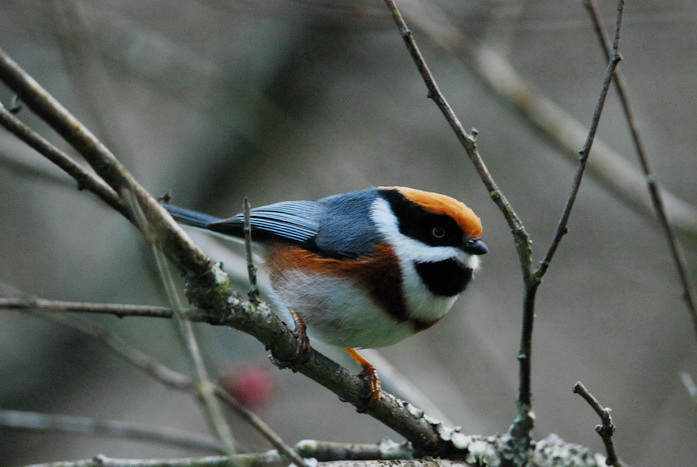 http://i.dcview.tw/gallery/201202/b197555e2ddabb9bb554e2d780aff927.jpg