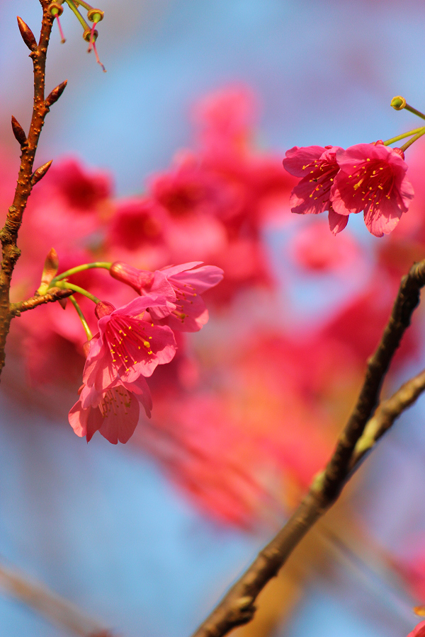 http://i.dcview.tw/gallery/201202/b25ccd8fca8d6188c53946e879f87ae8.jpg