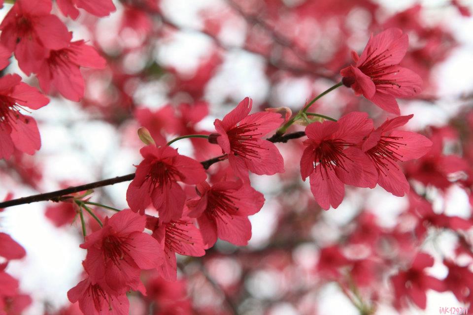 http://i.dcview.tw/gallery/201202/b391839c551fc330e9f9a938361c6bac.jpg