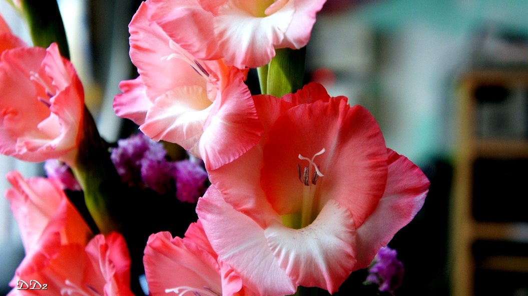 http://i.dcview.tw/gallery/201202/b601229853ad444c57d92ca7590cc642.jpg