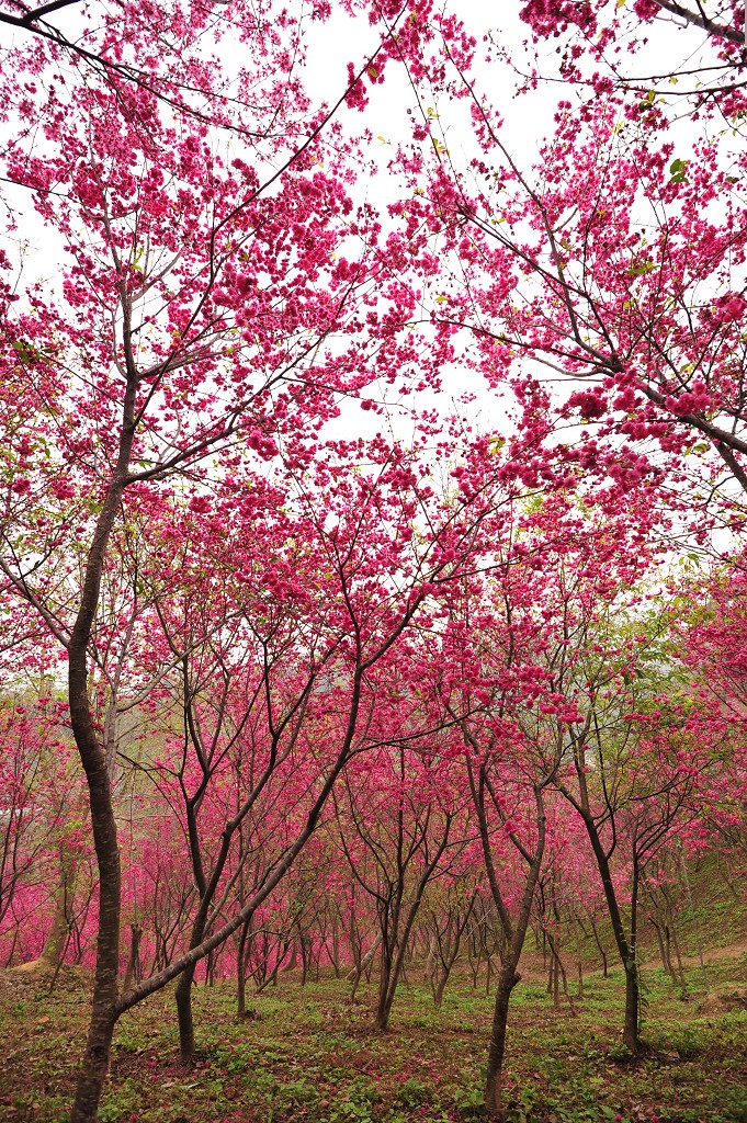 http://i.dcview.tw/gallery/201202/b6b296bb5624bd199a5da24029bd7357.jpg