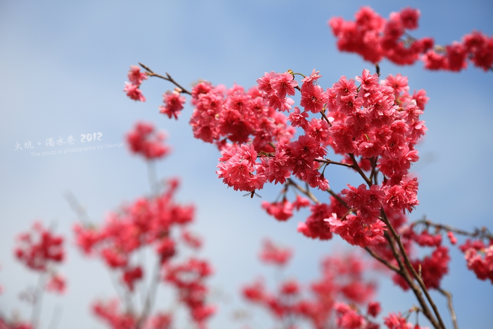 http://i.dcview.tw/gallery/201202/b9d709e3a763c854e03bef6a8544ded1.jpg