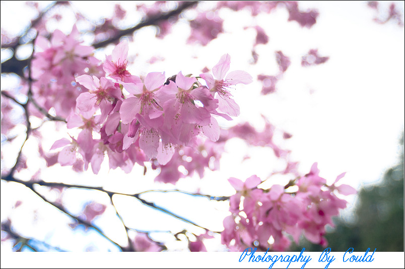 http://i.dcview.tw/gallery/201202/b9fc78ac56a2a466404b1460ef9154f9.jpg