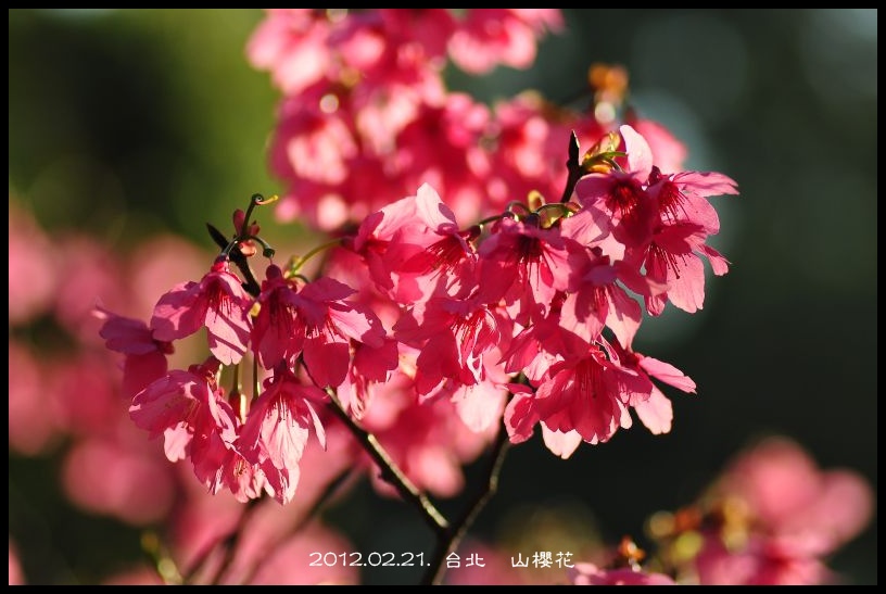 http://i.dcview.tw/gallery/201202/bac085dcc2115e8fcbf327a566ce0cf4.jpg