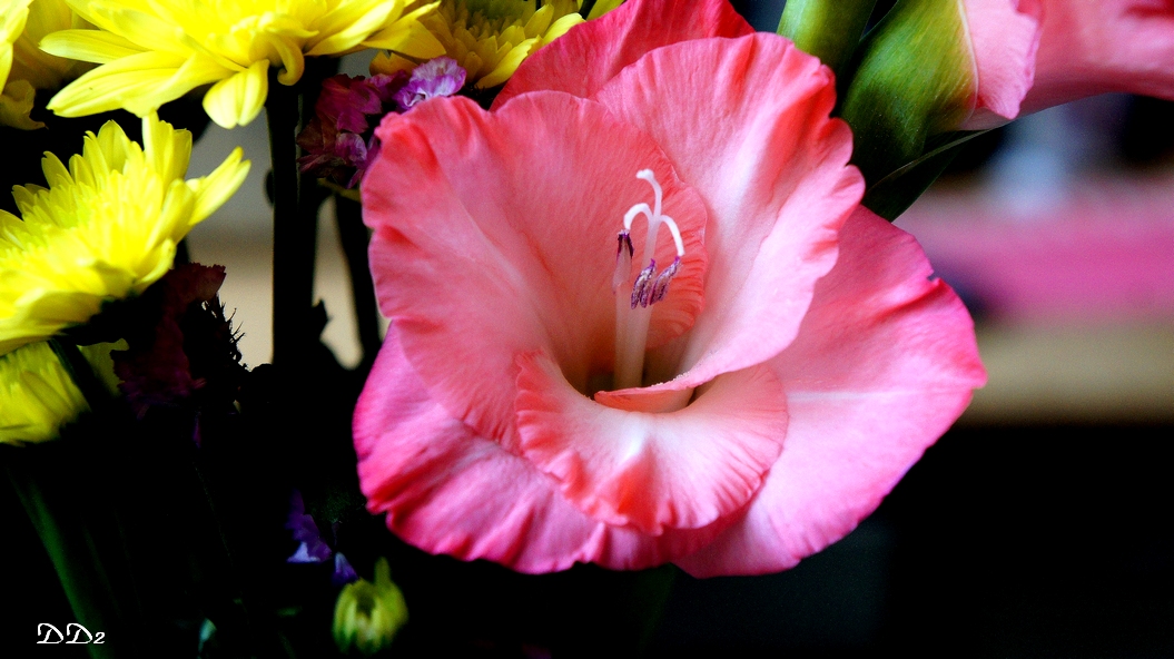 http://i.dcview.tw/gallery/201202/bb5103ccb997f301a03cf72254c96db4.jpg