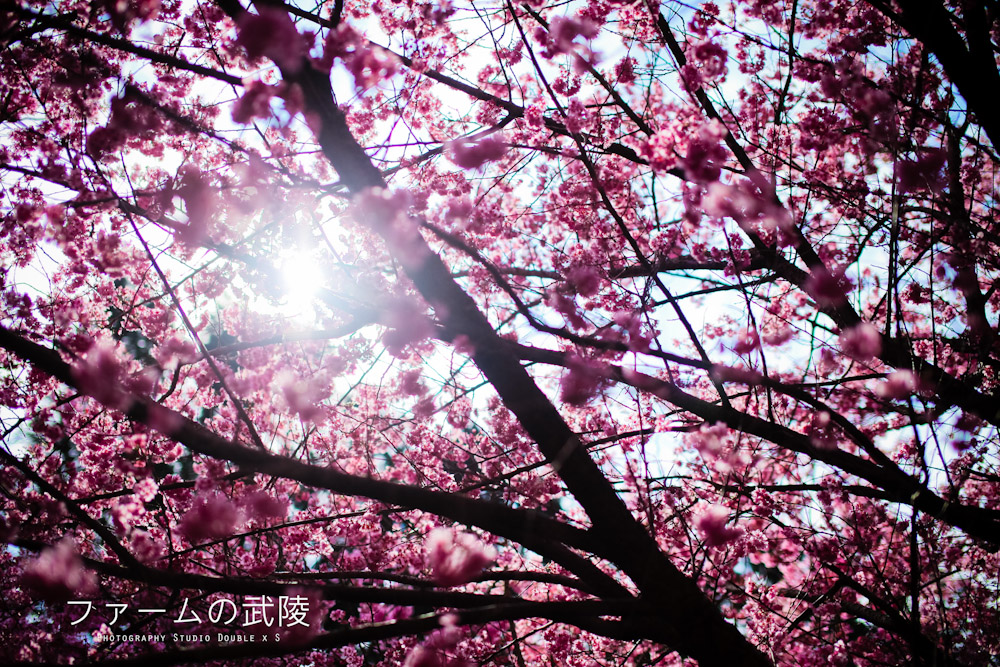 http://i.dcview.tw/gallery/201202/be384caddfd0e1d95f06344f80b89506.jpg