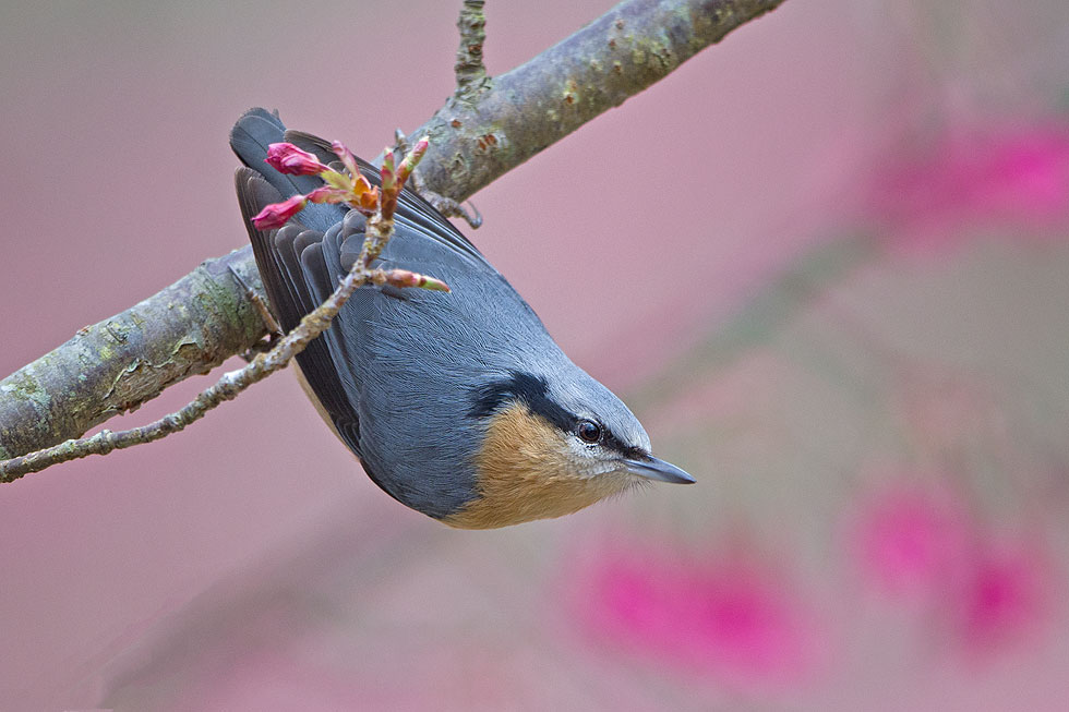 http://i.dcview.tw/gallery/201202/c47e4f6aedcd1d22214a2ac376dbae19.jpg