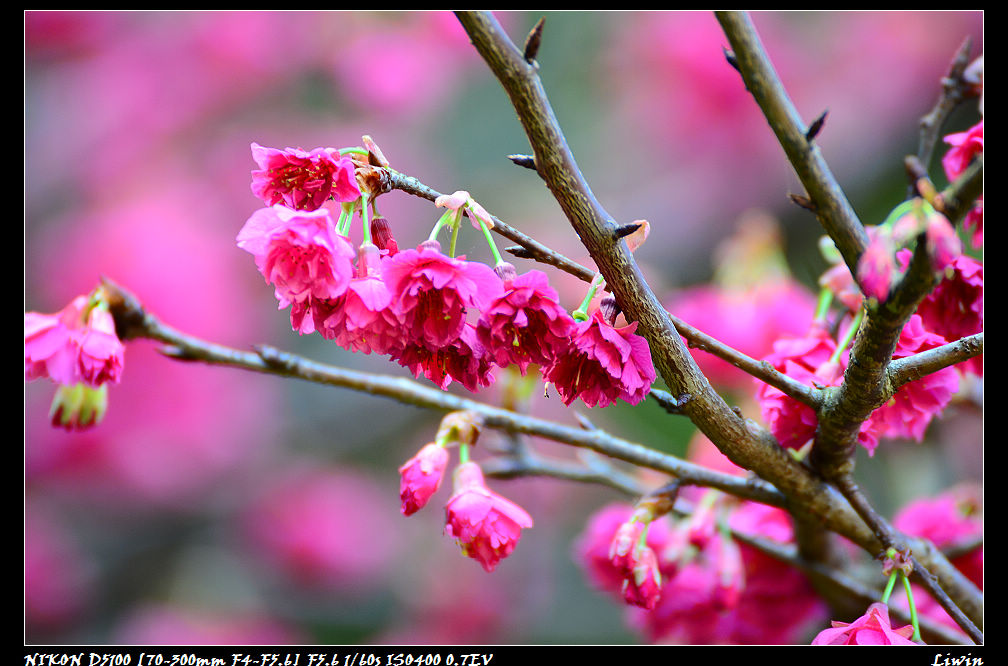 http://i.dcview.tw/gallery/201202/c783e478d9dd004e393c7a6d86a01bf1.jpg
