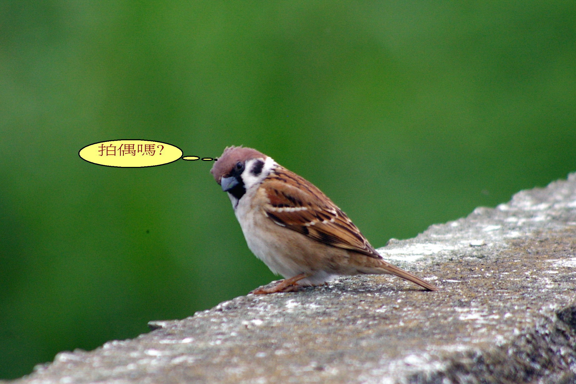 http://i.dcview.tw/gallery/201202/c7a6f8201ae0a4a6c6a9c3a70b6ca77a.jpg