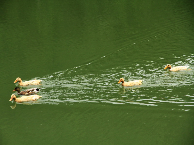 http://i.dcview.tw/gallery/201202/cf794d321f8c664645d880337e0dc275.jpg