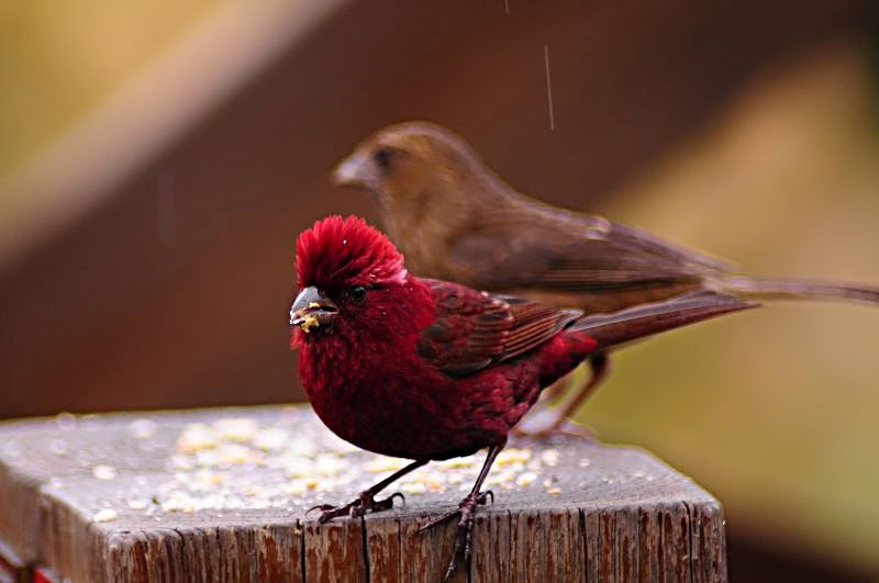 http://i.dcview.tw/gallery/201202/d62fb9647627ac8753849fa96f2d827e.jpg