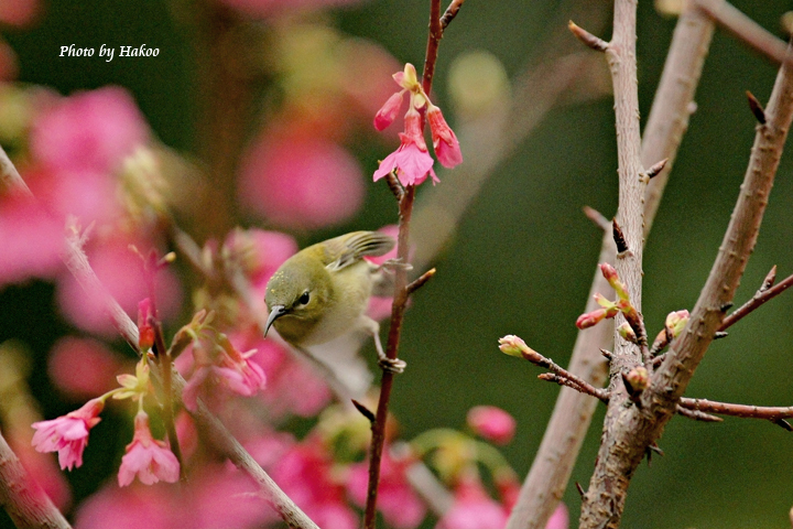 http://i.dcview.tw/gallery/201202/d711a70d0bb3b79ed9ae61d003650fdc.jpg