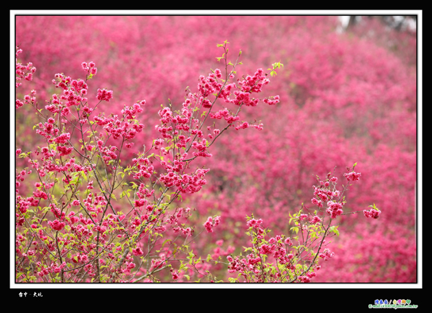 http://i.dcview.tw/gallery/201202/da4ee89470769942160db20ccbafca25.jpg