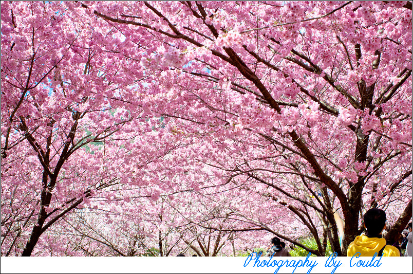 http://i.dcview.tw/gallery/201202/deefd6c0ae27e4e96b25243a3a1fa859.jpg