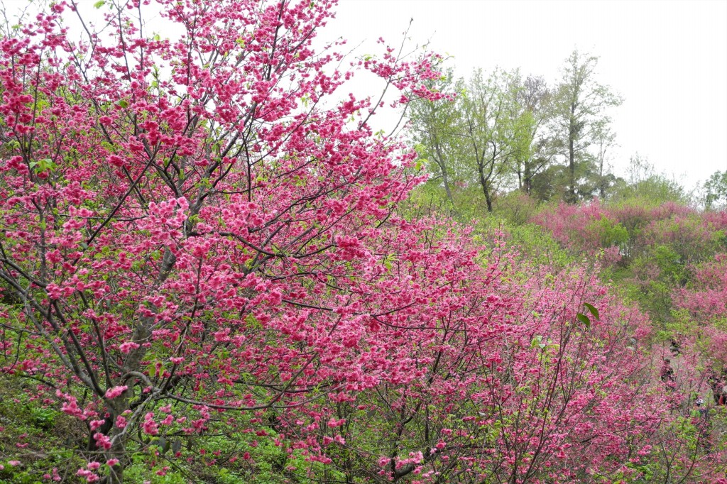 http://i.dcview.tw/gallery/201202/e1014ab73efcad78a6a5b9189ead79c0.jpg