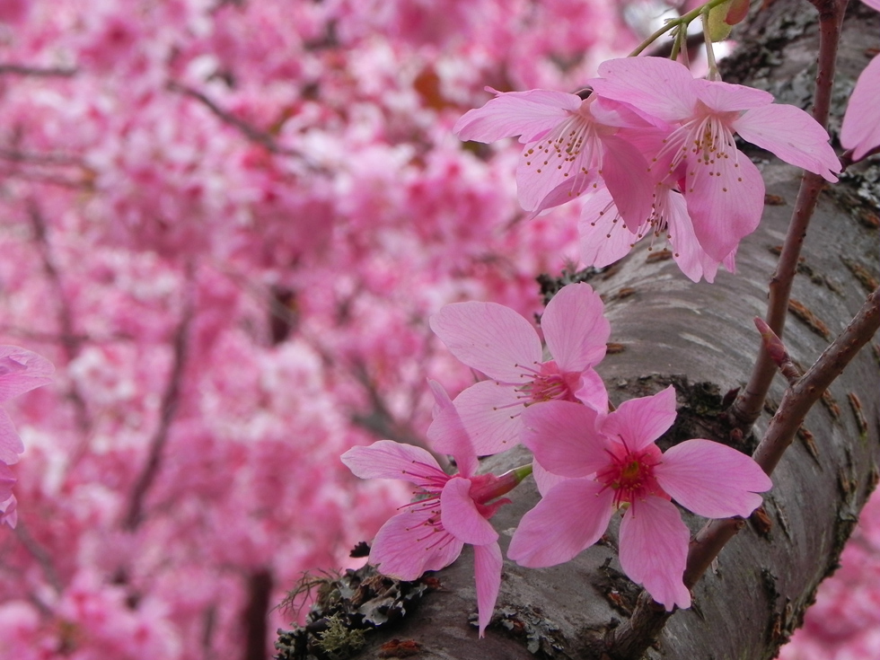 http://i.dcview.tw/gallery/201202/e1a0b6526f620ff50a8bcb820bee047f.jpg