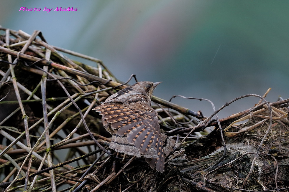 http://i.dcview.tw/gallery/201202/e2256ed4d6ae437daa5894c672c6e8f1.jpg