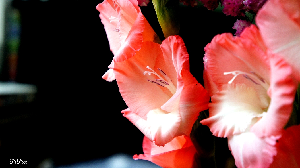 http://i.dcview.tw/gallery/201202/e519b3f4009ec1db1084f9df1c5f8f39.jpg