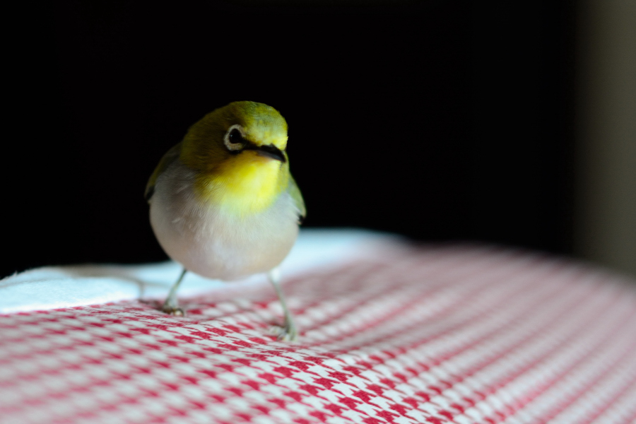 http://i.dcview.tw/gallery/201202/e7baefd95d50ec0fac8bd68670e2af5e.jpg
