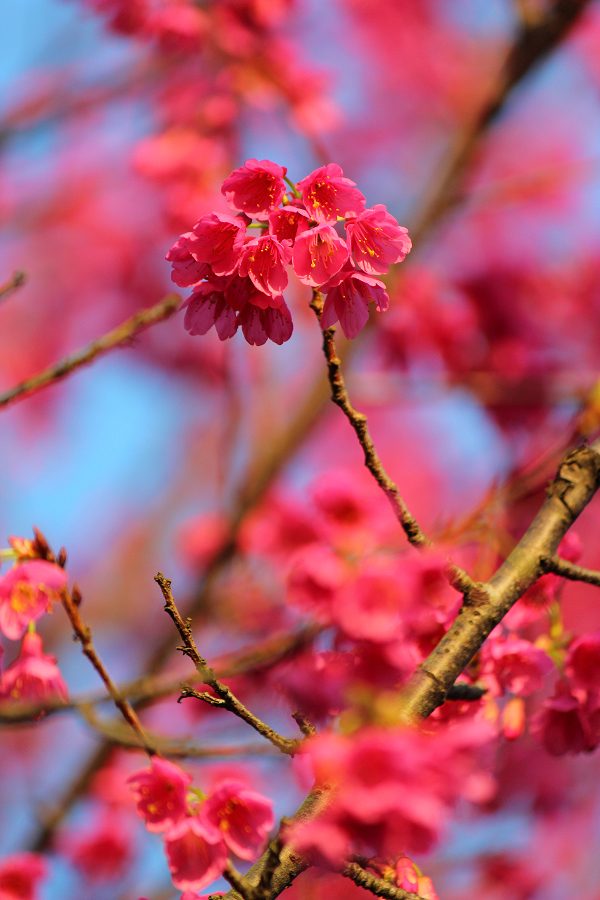 http://i.dcview.tw/gallery/201202/e7e3e7f663a08058cdd46e36f69bbed5.jpg