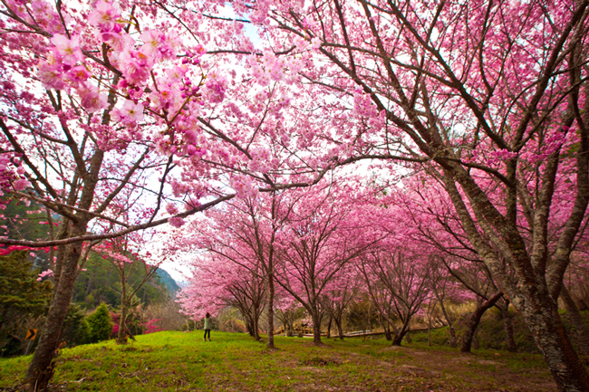 http://i.dcview.tw/gallery/201202/e9c3bed101ad9dede29486c5300f4077.jpg