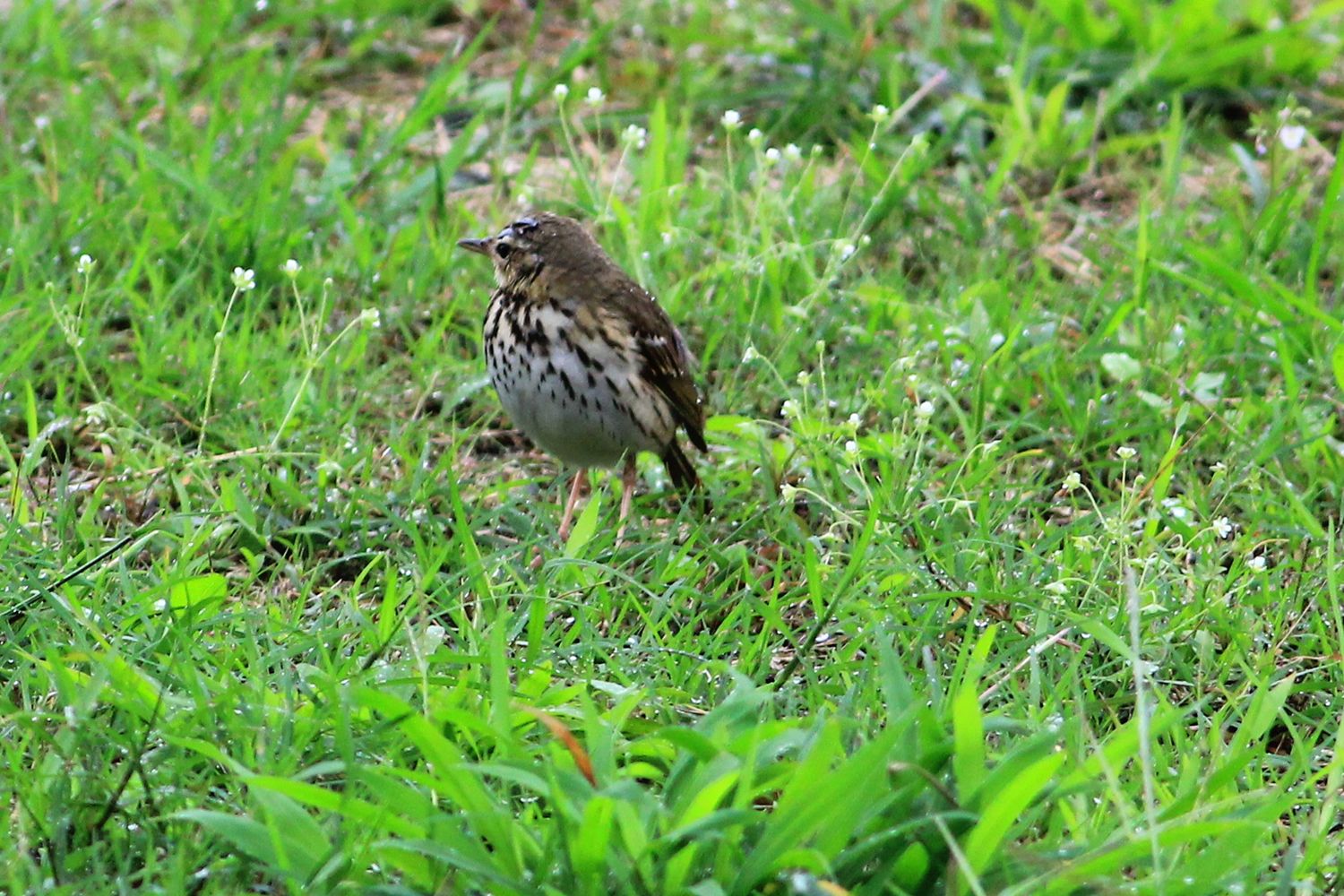 http://i.dcview.tw/gallery/201202/ea9eae4a9047a9df8848f136c65533b9.jpg
