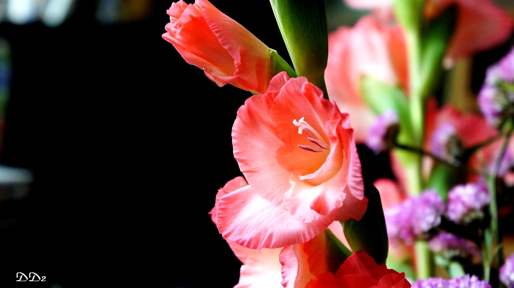 http://i.dcview.tw/gallery/201202/ebbc7f18d3db037d26d958f02b074d6e.jpg