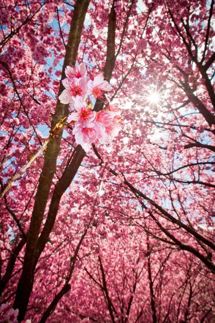 http://i.dcview.tw/gallery/201202/ed24ce288108d801b8c8848b5792cf2f.jpg