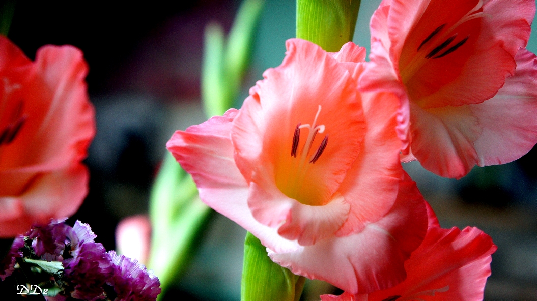http://i.dcview.tw/gallery/201202/ed3d6e2372a8bcc113c7ca8a59743dee.jpg