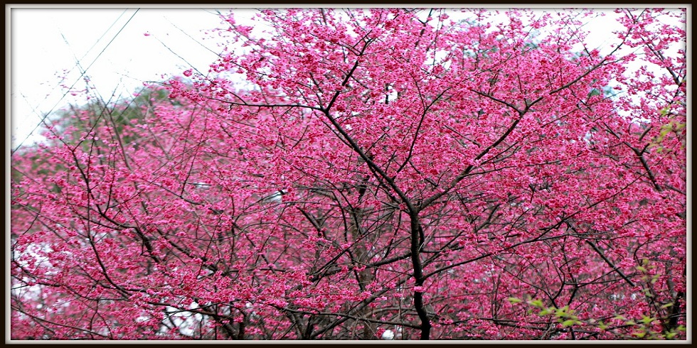 http://i.dcview.tw/gallery/201202/edfc8e33c05c23acdea194790a9ff228.jpg