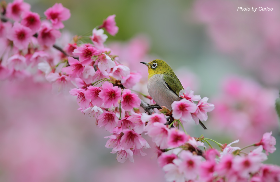 http://i.dcview.tw/gallery/201202/ee0f16079074a123541aee9c8a96d357.jpg
