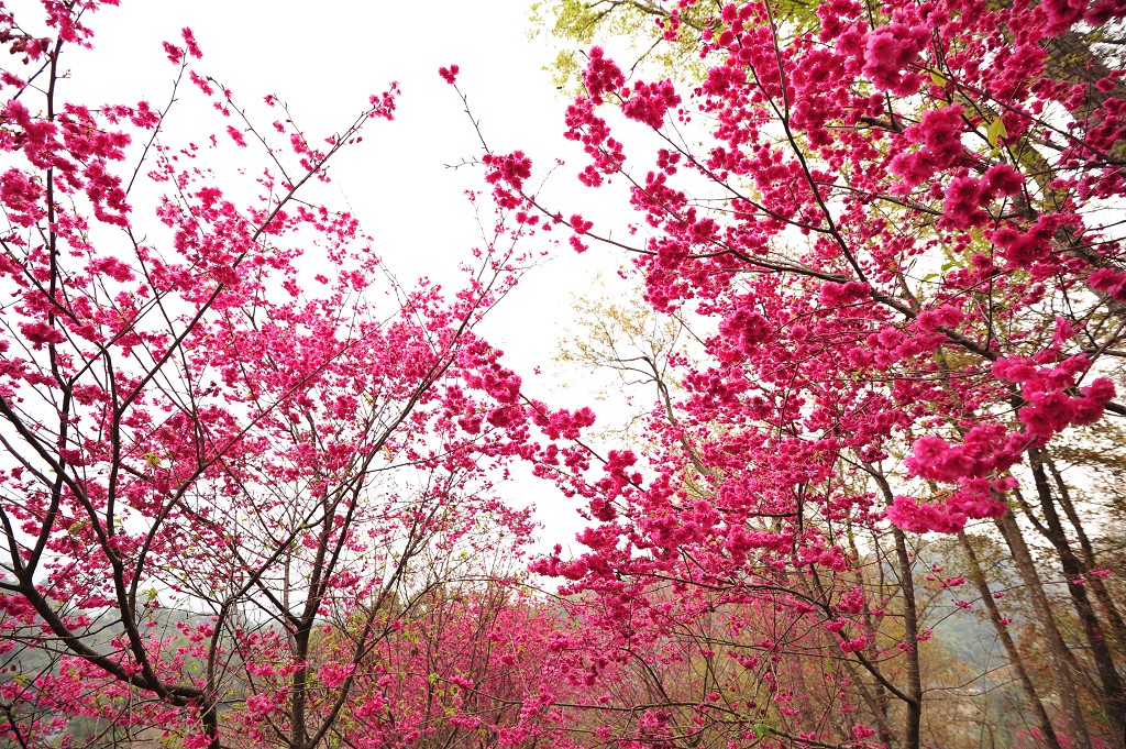 http://i.dcview.tw/gallery/201202/ee11cfa15a0d6e7972735e2b686eaf30.jpg
