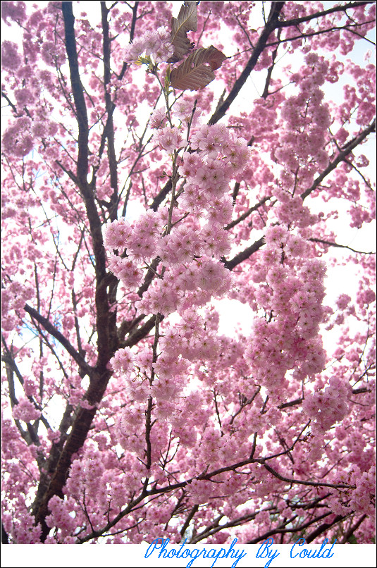http://i.dcview.tw/gallery/201202/eff21c0ac35a00609db61d5945524d3a.jpg