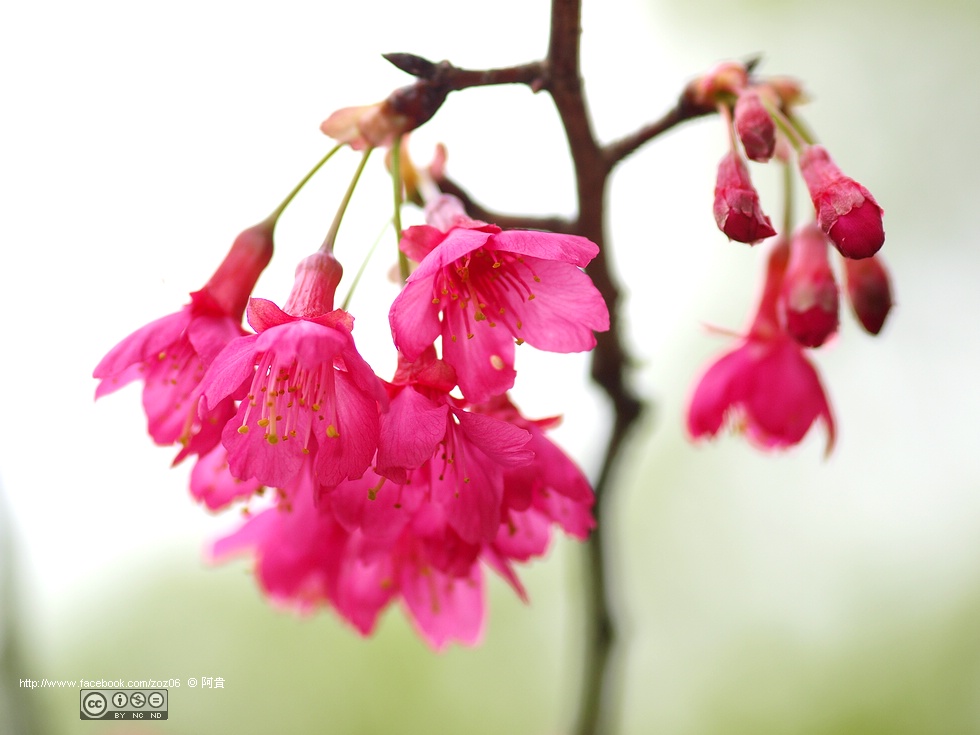 http://i.dcview.tw/gallery/201202/f25325b7cf6d398541bb3baab047d10a.jpg