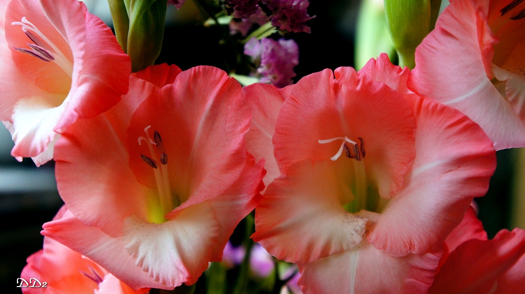 http://i.dcview.tw/gallery/201202/f253bab51dd3f25c565c24e856265798.jpg