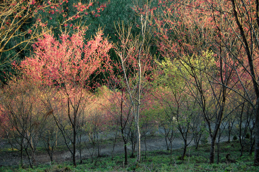 http://i.dcview.tw/gallery/201202/f766bceb68f5c630413306e7deca080d.jpg