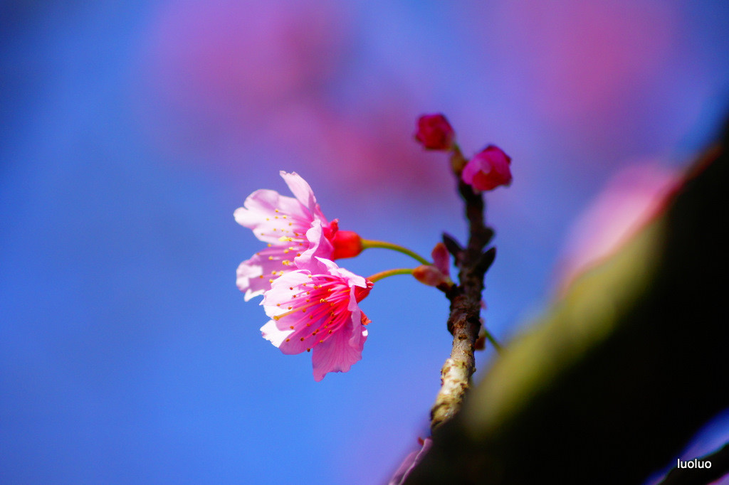 http://i.dcview.tw/gallery/201202/f7d46782f0594bfe67351559f189e564.jpg