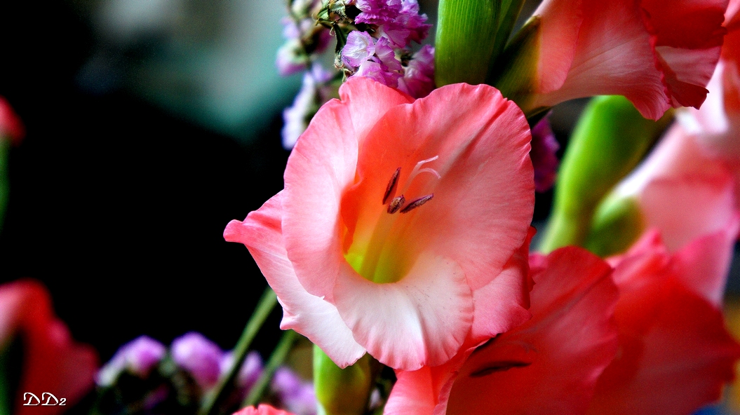 http://i.dcview.tw/gallery/201202/fa221889355ef3eac6fa0b842be5463c.jpg
