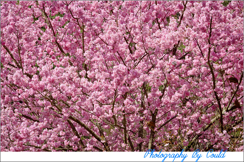 http://i.dcview.tw/gallery/201202/fb09f31c4763703f9b817169b091f249.jpg