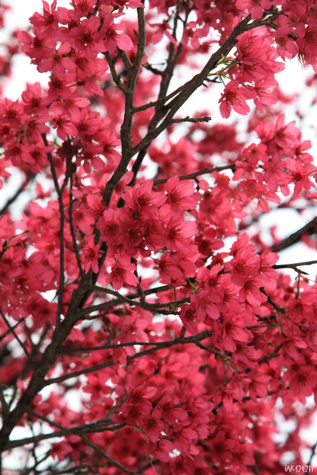 http://i.dcview.tw/gallery/201202/fcbf8a68a101a7664118c35bda5a878f.jpg